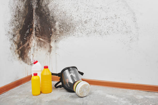 Best Mold Remediation  in Cascade Locks, OR