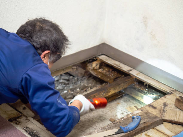 Best Same-Day Mold Removal  in Cascade Locks, OR