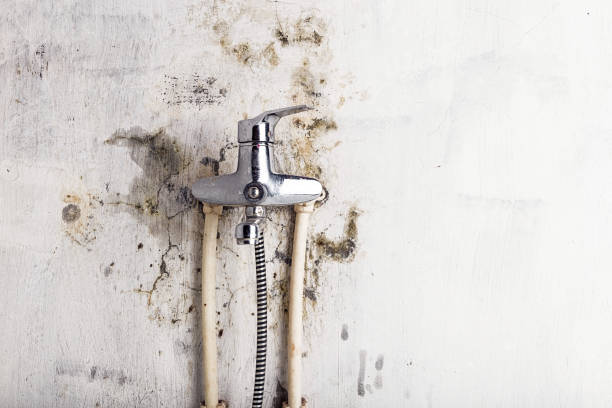 Best Mold Testing and Removal  in Cascade Locks, OR