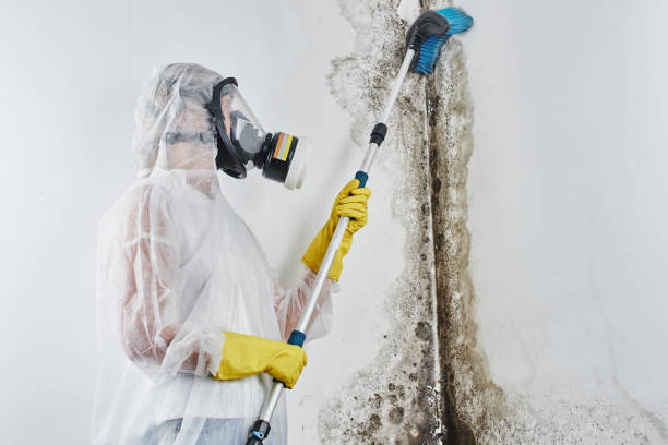 Mold Testing and Removal in Cascade Locks, OR