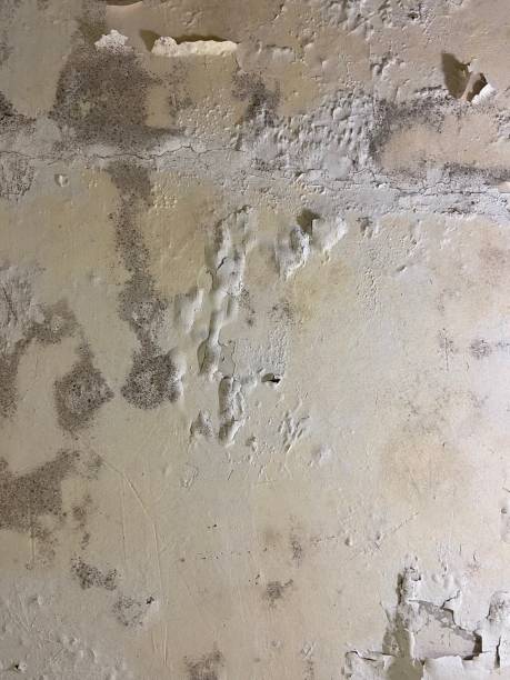 Office Mold Removal Services in Cascade Locks, OR