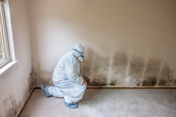 Best Toxic Mold Removal  in Cascade Locks, OR