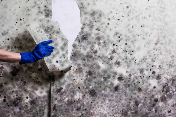 Best Office Mold Removal Services  in Cascade Locks, OR