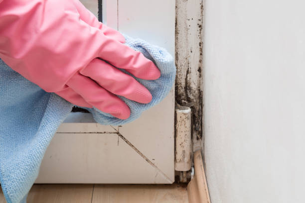 Best Fast Mold Removal  in Cascade Locks, OR