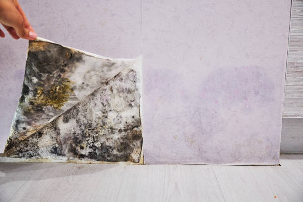 Best Professional Mold Removal  in Cascade Locks, OR